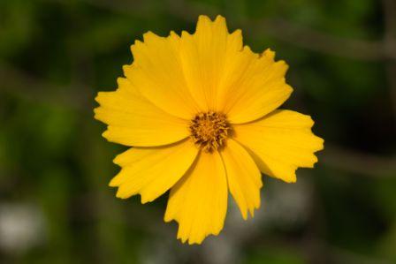 Coreopsis, Lance-leaf  Coreopsis lanceolata